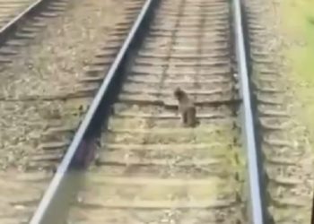 В Краснодаре водитель трамвая спас бегущего по путям кота