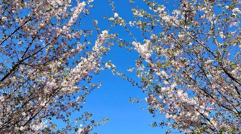 Синоптики: 11 апреля на Кубань придет лето, воздух прогреется до +27 градусов