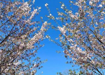 Синоптики: 11 апреля на Кубань придет лето, воздух прогреется до +27 градусов