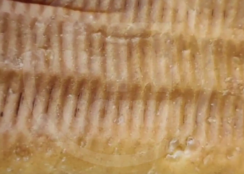 В Сети активно обсуждают продаваемые в Сочи булки с лобковыми волосами