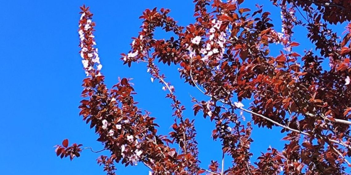 Обнародованы самые холодные и теплые дни апреля-2024 в Краснодарском крае