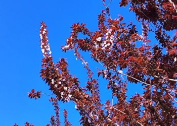 Обнародованы самые холодные и теплые дни апреля-2024 в Краснодарском крае