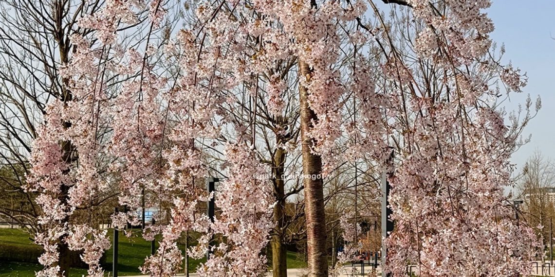 Синоптики поделились прогнозом на весь апрель-2024 в Краснодарском крае