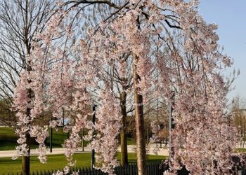 Синоптики поделились прогнозом на весь апрель-2024 в Краснодарском крае