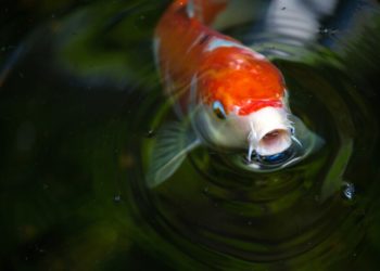 Сезон ловли карпов кои и монет стартовал в парке Галицкого в Краснодаре