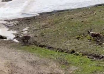 В Сочи заметили двух гуляющих оленей