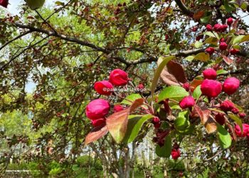 В субботу в Краснодарском крае похолодает до четырех градусов по Цельсию