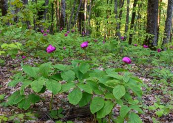В Сочи зацвели пионы, их численность почти повсеместно резко сокращается