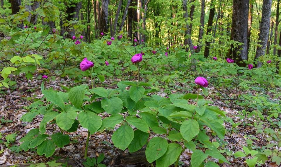 В Сочи зацвели пионы, их численность почти повсеместно резко сокращается
