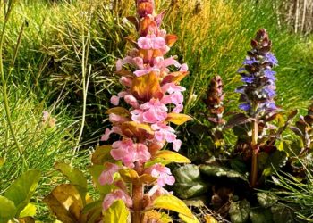 До +27 максимально прогреется воздух в среду 3 апреля на Кубани