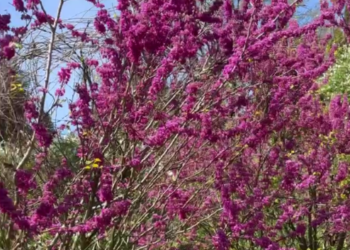 Растение с предательским названием зацвело буйным цветом в Сочи