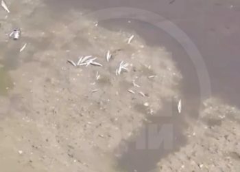В Сочи зафиксировали массовую гибель рыбы в реке