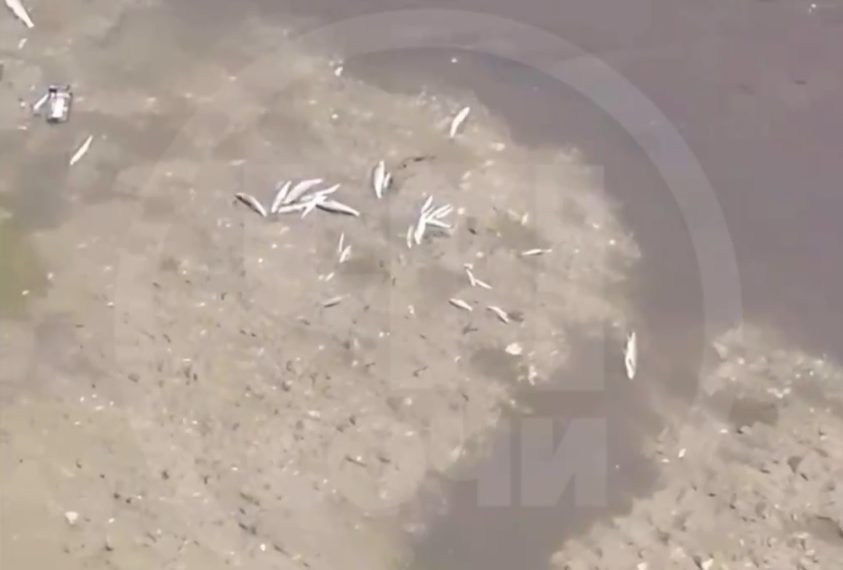 В Сочи зафиксировали массовую гибель рыбы в реке