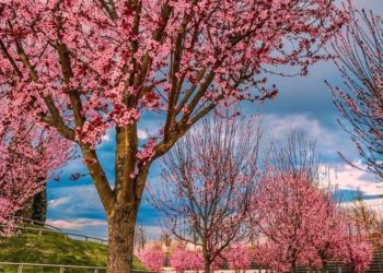 Ветер западный: воздух в воскресенье на Кубани прогреется до +23. Когда лето?