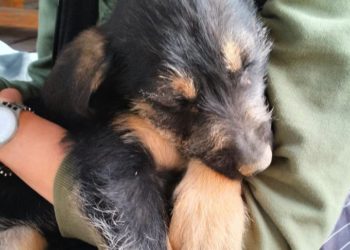 В Новороссийске спасли двух оказавшихся в ущелье щенков