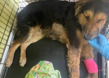 Сочинца задержали за стрельбу в собаку в Красной Поляне