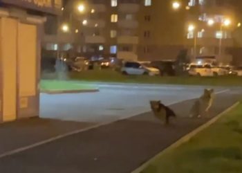 В Краснодаре собака напала на женщину