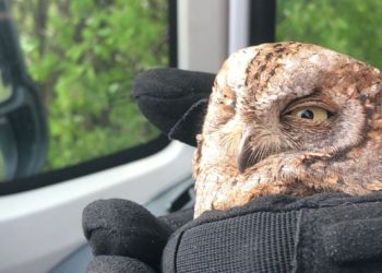 Совенка сняли на видео в вентиляции одного из домов Новороссийска