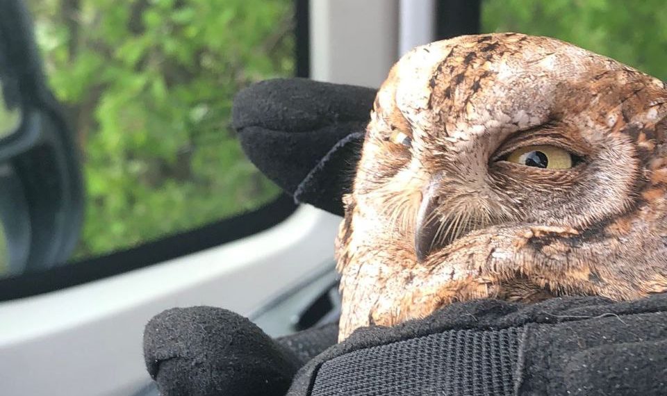 Совенка сняли на видео в вентиляции одного из домов Новороссийска