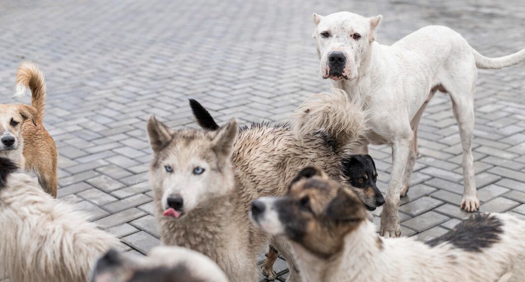 На Кубани около горы Колдун стая бродячих собак загнала женщину на дерево