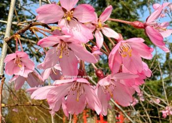 Синоптики назвали день, когда воздух на Кубани прогреется до +26 градусов