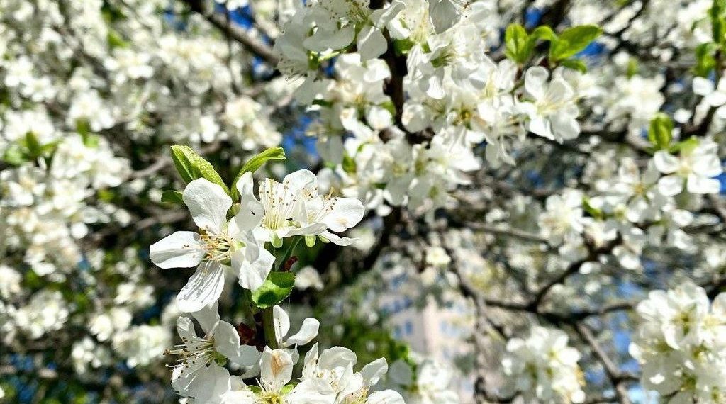 Синоптики назвали самый жаркий день третьей недели апреля-2024 на Кубани