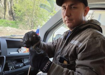 В Новороссийске спасатели поймали заползшую в дом змею