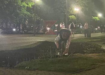 В центре Краснодара на видео сняли женщину, которая лопатой выкапывала тюльпаны