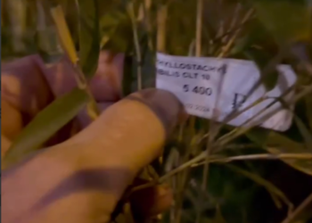 Рыжий из «Иванушек» нашел в Сочи бамбуковую рощицу за миллион