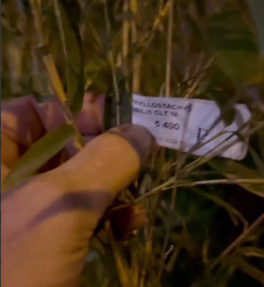 Рыжий из «Иванушек» нашел в Сочи бамбуковую рощицу за миллион