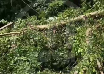 В Сочи упавшее дерево полностью перекрыло дорогу