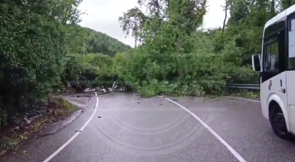 В Сочи упавшее дерево перегородило федеральную трассу