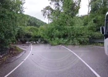 В Сочи упавшее дерево перегородило федеральную трассу
