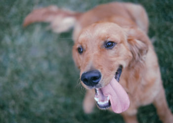 В Краснодаре стая бродячих собак напала на девушку