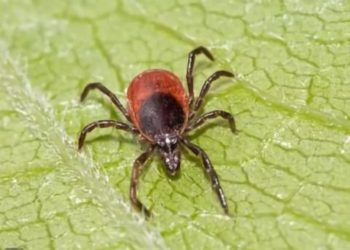 Клещи просто обожают эту группу крови. Кубанцам на заметку