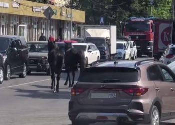 В Сочи по дороге бежали две лошади на самовыгуле
