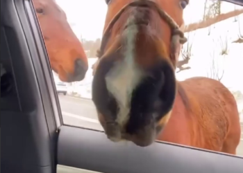 В Сочи лошади стали собирать плату за проезд к горам