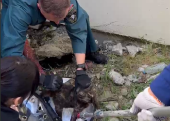 В Новороссийске спасенную кошку с травмами отвезли в ветклинику