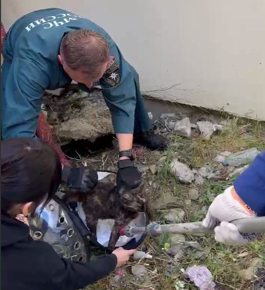 В Новороссийске спасенную кошку с травмами отвезли в ветклинику