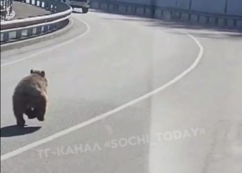 По дороге к горнолыжному курорту в Сочи бегал медвежонок