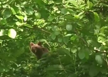 В Сочи заметили маленького медвежонка