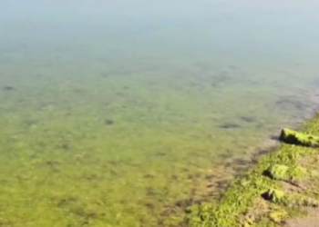 В Анапе море в этом году зацвело еще до открытия сезона