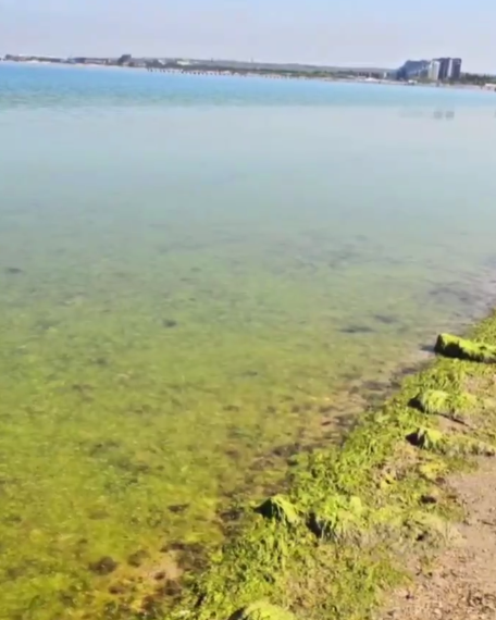 В Анапе море в этом году зацвело еще до открытия сезона