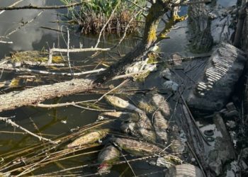 В реке Понура под Краснодаром рыба гибнет тоннами, взяты пробы воды