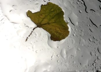 «Как это мило без перерыва»: дождь на Кубани прогнозируют ночью и днем