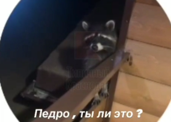 В Туапсе люди танцуют после того, как еноты уносят обувь или продукты