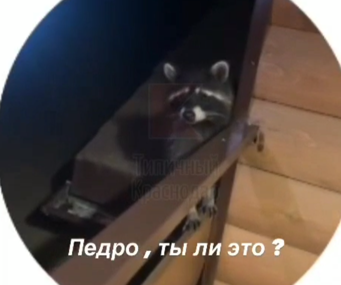 В Туапсе люди танцуют после того, как еноты уносят обувь или продукты