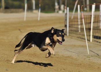 В Сочи стая бродячих собак напала на женщину