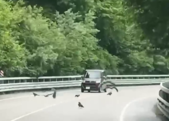 “Братва перетерла”: в Сочи прямо на трассе сняли на видео стаю орлов