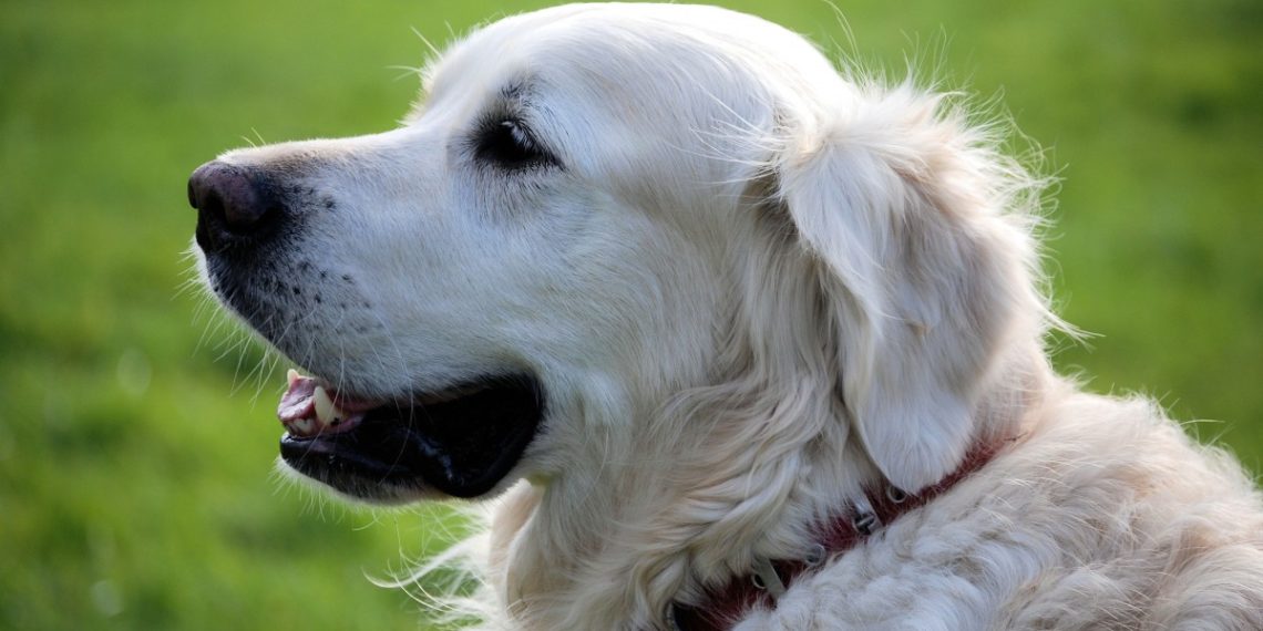 Краснодарцы каждый день находят по два-три собачьих трупа